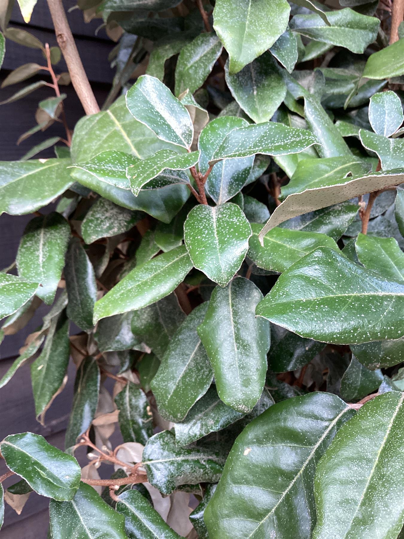 Elaeagnus Ebbingei Compacta | Oleaster 'Compacta' - 200-220cm, 30lt