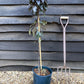 Crab apple | Malus toringo 'Aros'  - 100cm - 12lt