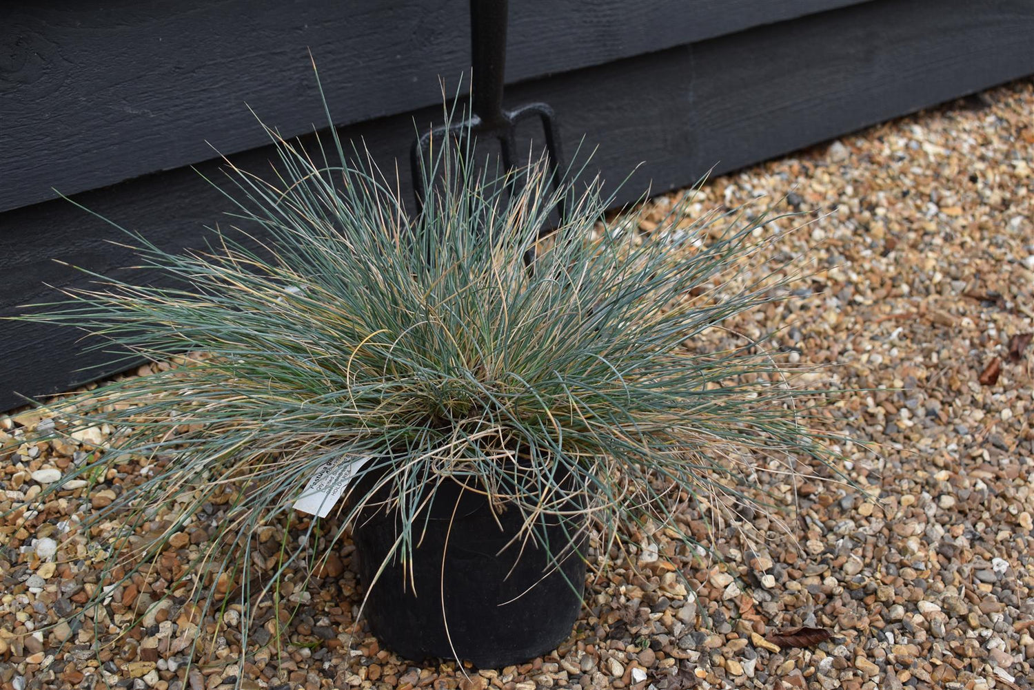 Blue Fescue | Festuca Glauca 'Elijah Blue'  - Height 20-25cm Width 20-30cm - 3lt