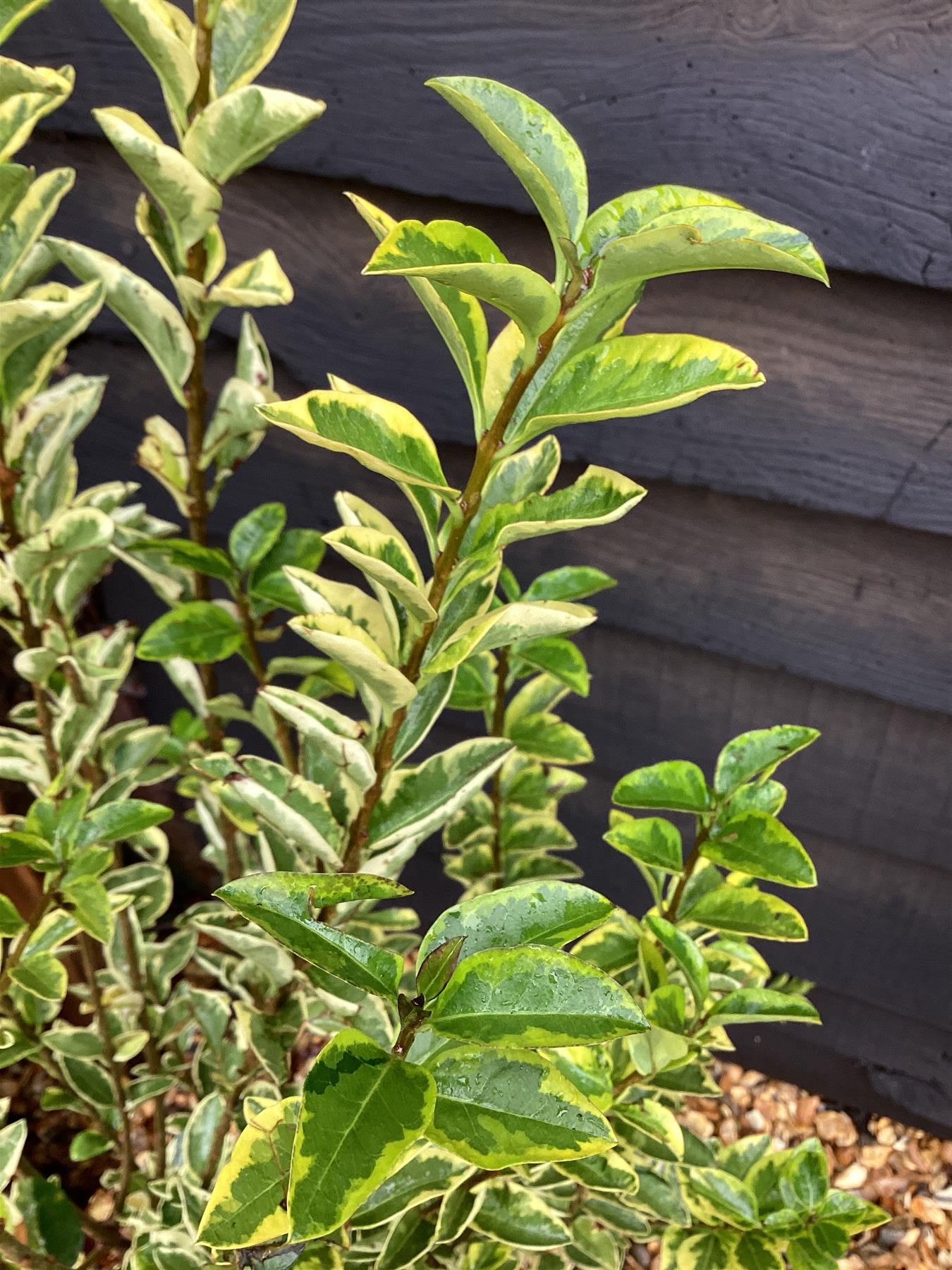 Ligustrum ovalifolium 'Aureum' | Golden Privet - 100-120cm, 10lt