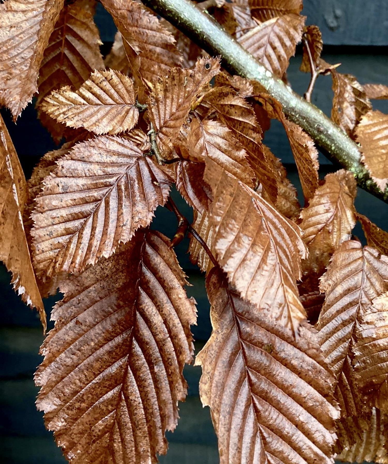 Carpinus betulus | European Hornbeam - 150-200cm, 10lt