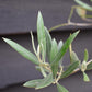 Olive Tree | Olea Europea 1/2 Std Girth 67cm - 235-245cm, 160lt