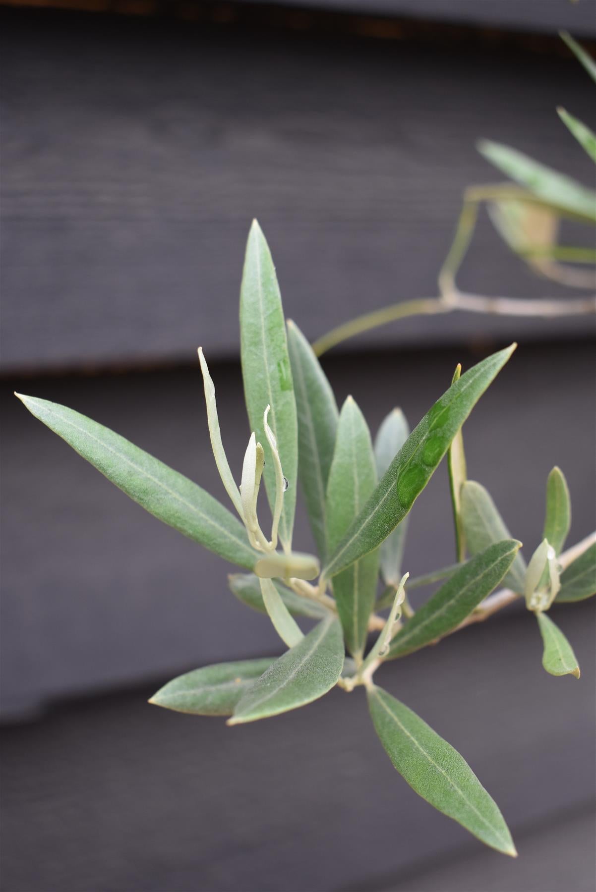 Olive Tree | Olea Europea 1/2 Std Girth 67cm - 235-245cm, 160lt