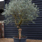 Olive Tree | Olea Europea - Specimen - Straight double branched gnarly - Trunk height 70cm - Height 220-250cm - Girth 50cm - 160lt