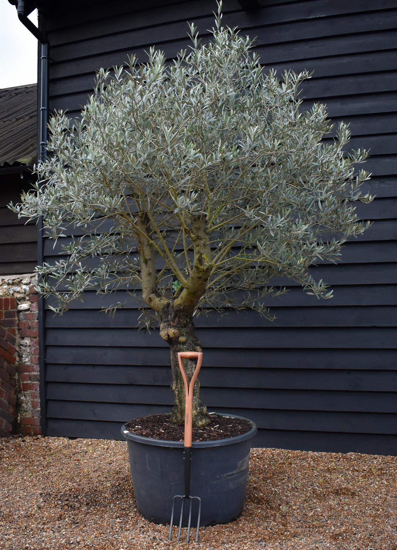 Olive Tree | Olea Europea - Specimen - Straight double branched gnarly - Trunk height 70cm - Height 220-250cm - Girth 50cm - 160lt