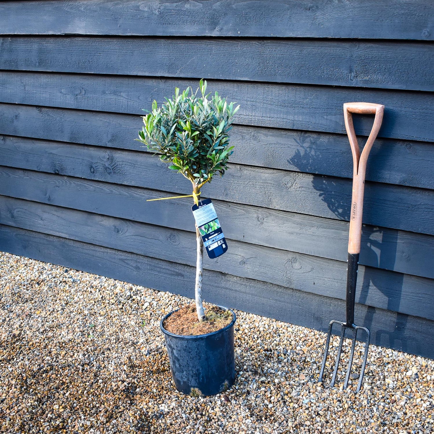 Olive Tree | Olea Europea - Clear Stem 70cm - Height 80cm - 10lt