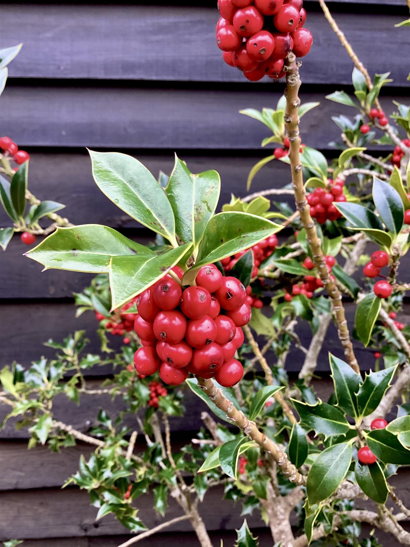 Ilex Aquifolium Alaska | Holly 'Alaska' - 120-150cm, 35lt