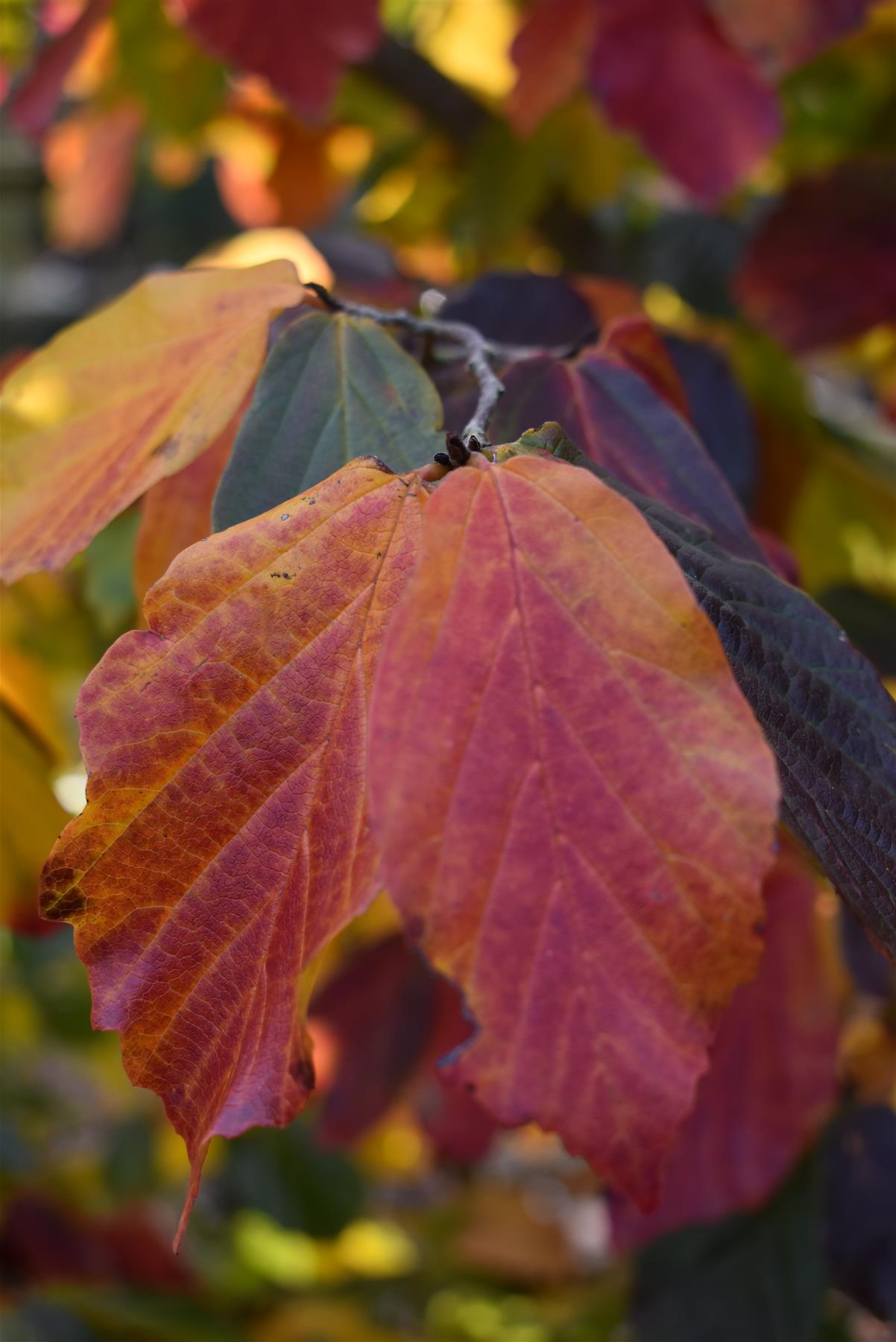 Parrotia persica | Iron Tree - Height 200-250cm - 30lt