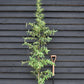 Cotoneaster 'Rothschildianus' | Willow-Leaved Cotoneaster - 160-180cm - 12lt