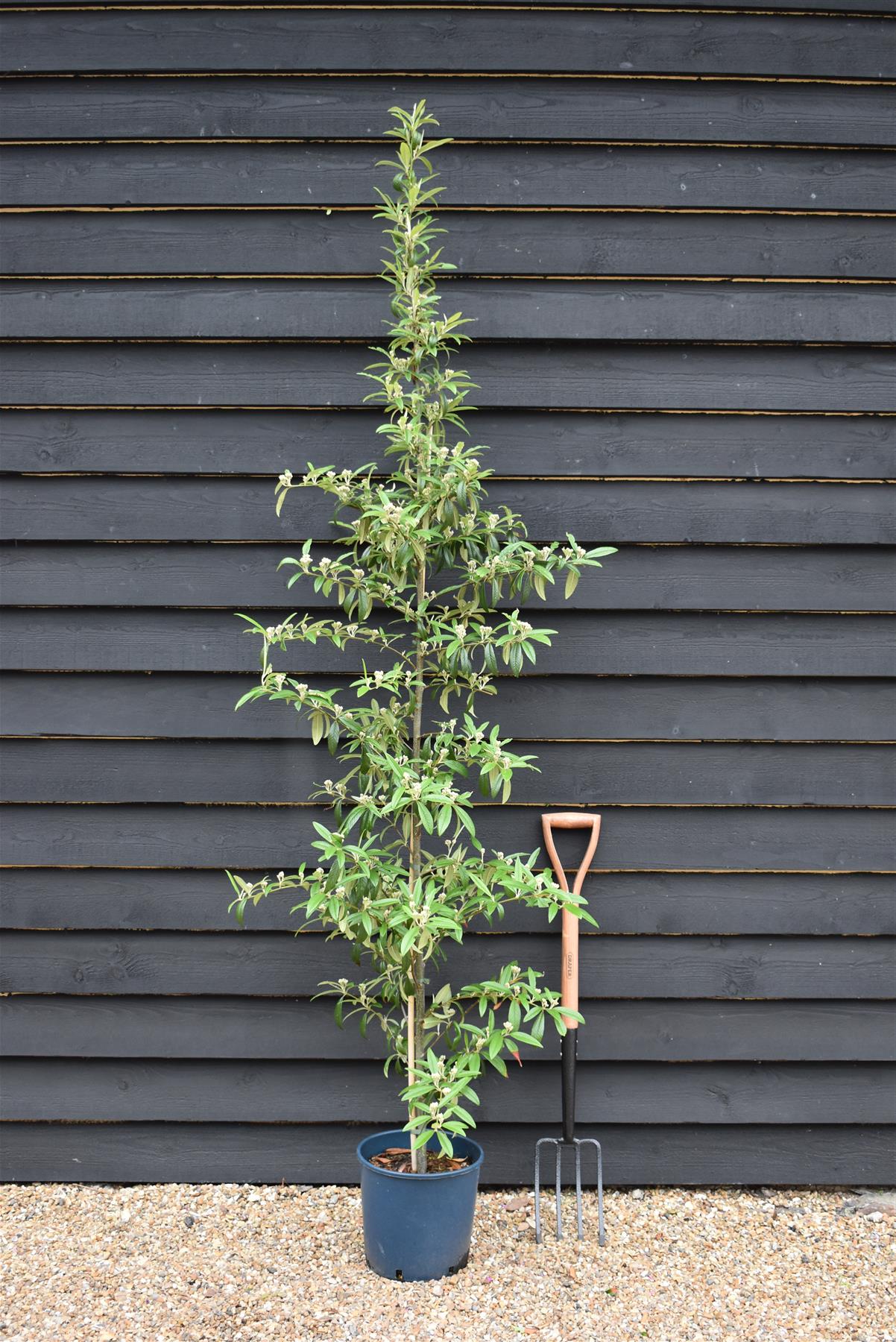 Cotoneaster 'Rothschildianus' | Willow-Leaved Cotoneaster - 160-180cm - 12lt