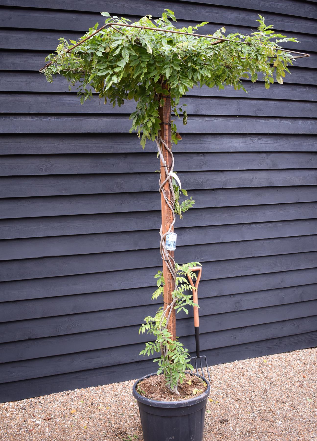 Wisteria 'Shiro Kapitan Fuji' Silky - White - Umbrella - Roof Espalier 120-120cm - Height 200cm - 55lt