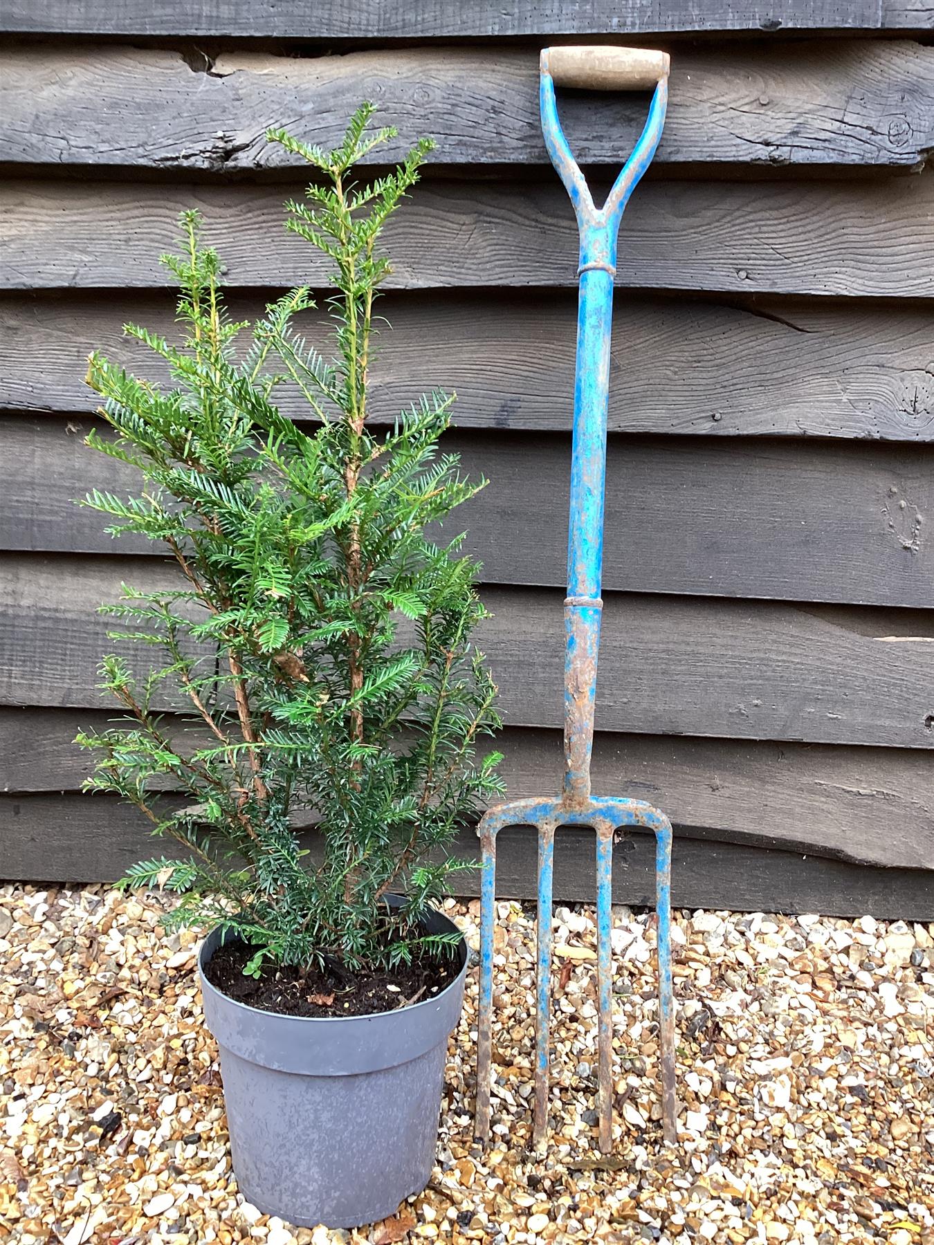 Taxus baccata - 90-100cm, 5lt