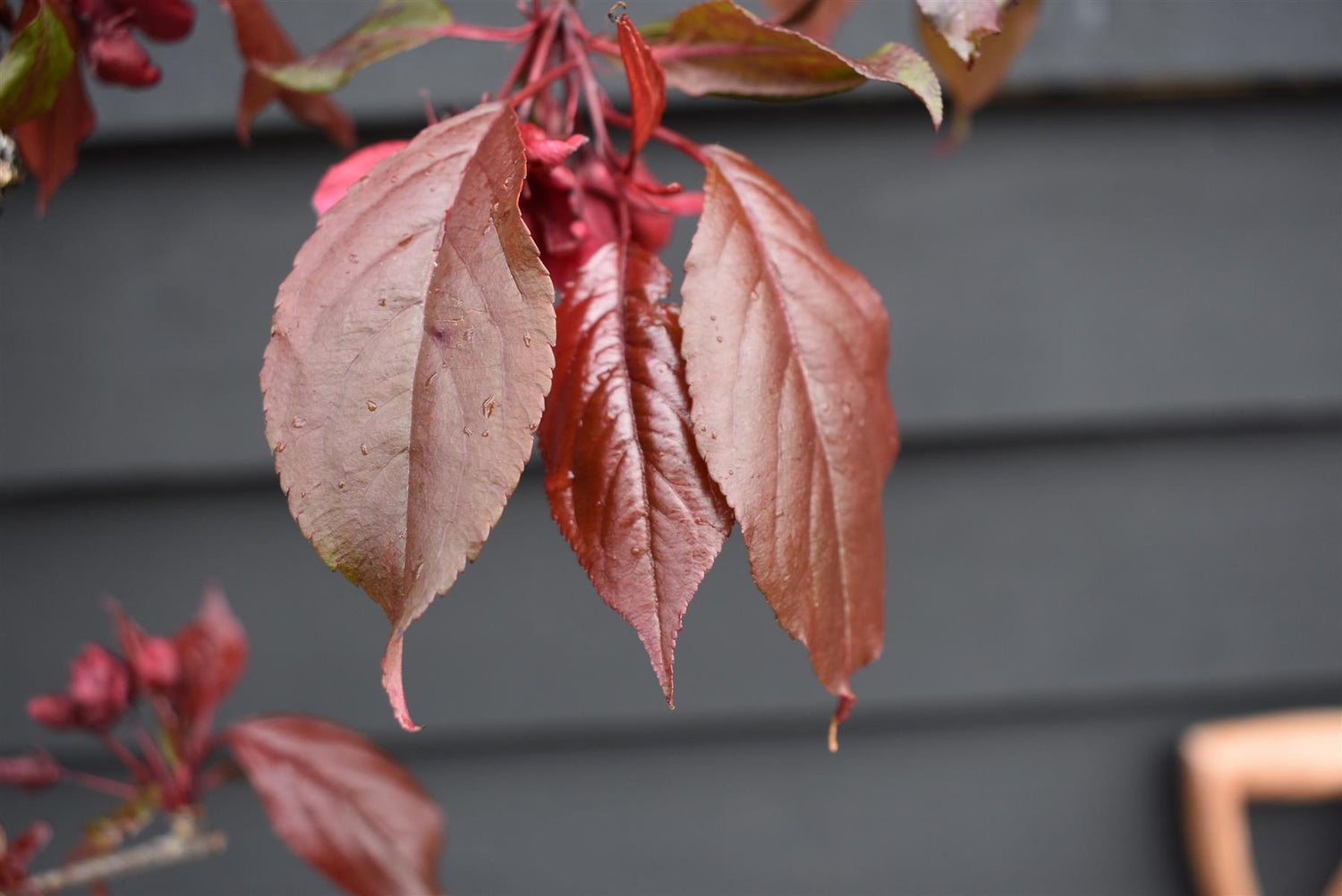 Malus Royalty | Purple Flowering Crab Apple Tree, Clear Stem - 170-200cm, 10lt