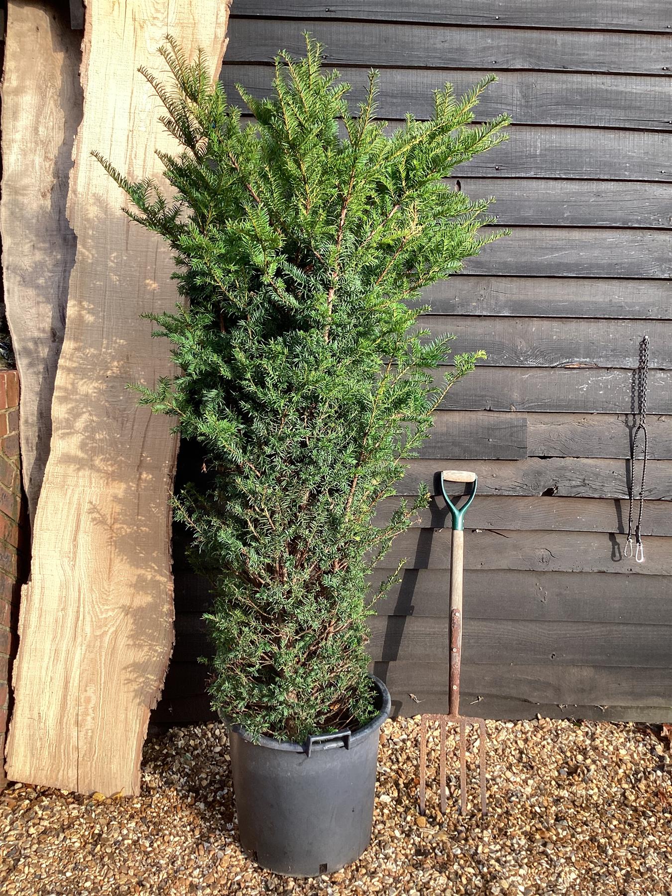 Taxus baccata | Common Yew - 180-200cm, 50lt