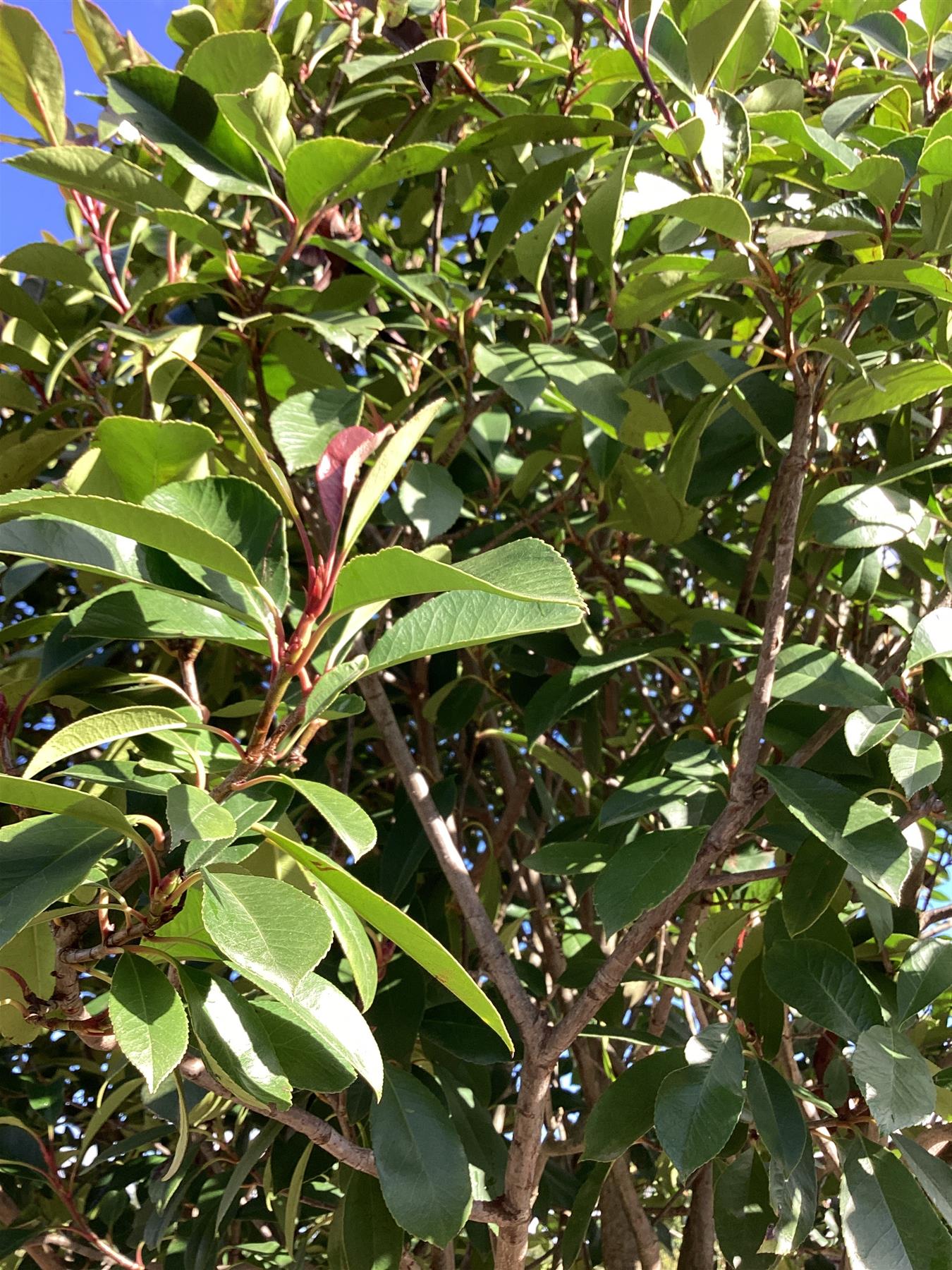 Photinia Red Robin | Christmas berry 'Little Red Robin' - Multi Stem - 375-385cm, 500lt