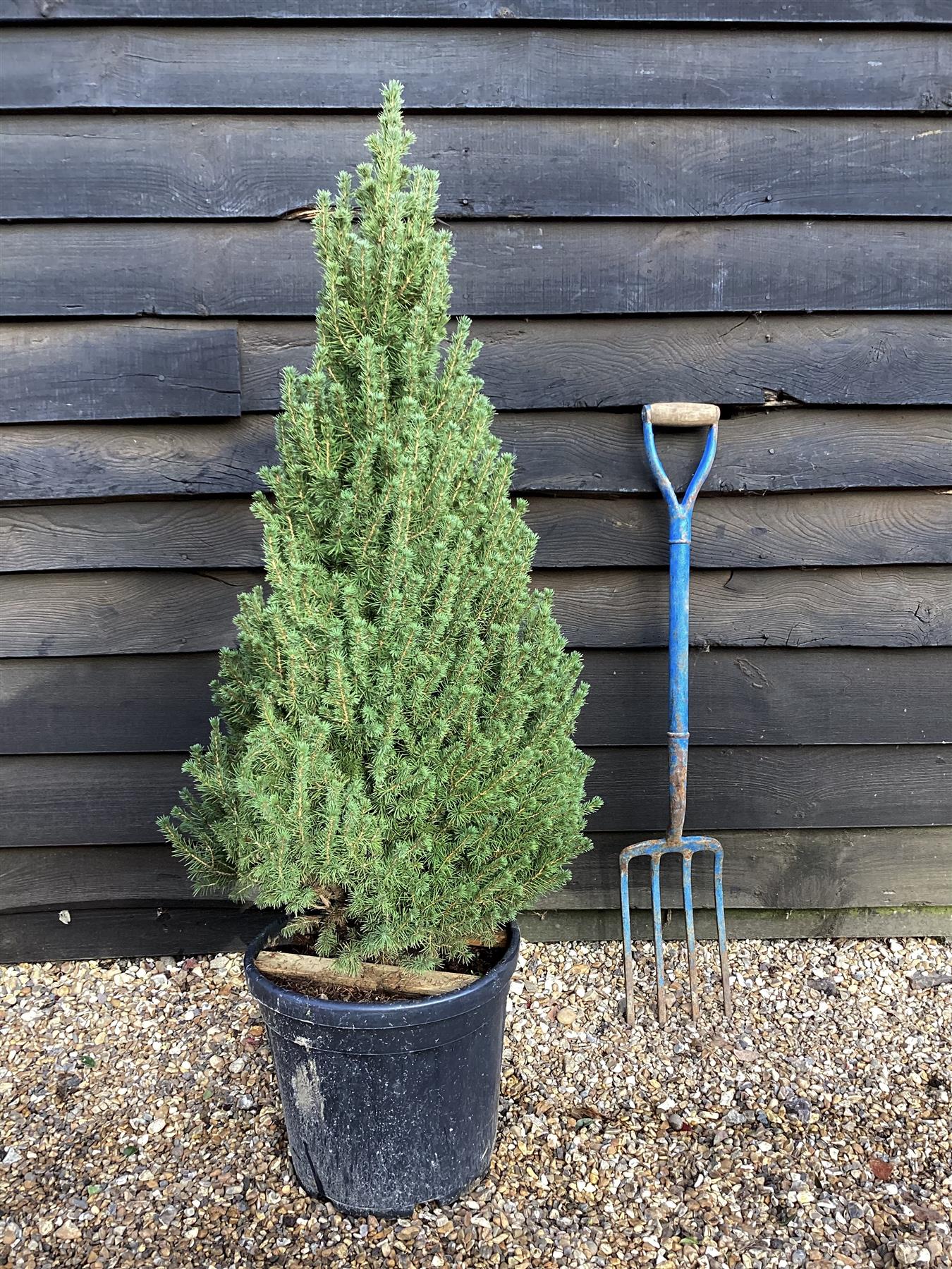 Picea glauca 'Albertiana Conica' | Alberta spruce - Cone - Height 120-150cm - 25lt