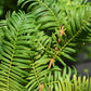 Metasequoia glyptostroboides Amber Glow | Dawn redwood - Girth 4-5cm - Height 250cm - 70lt