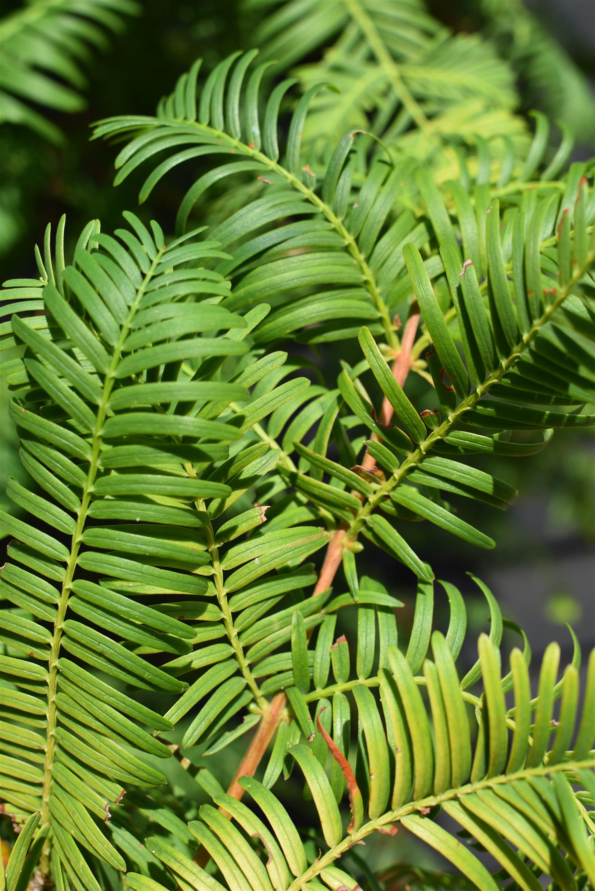 Metasequoia glyptostroboides Amber Glow | Dawn redwood - Girth 4-5cm - Height 250cm - 70lt