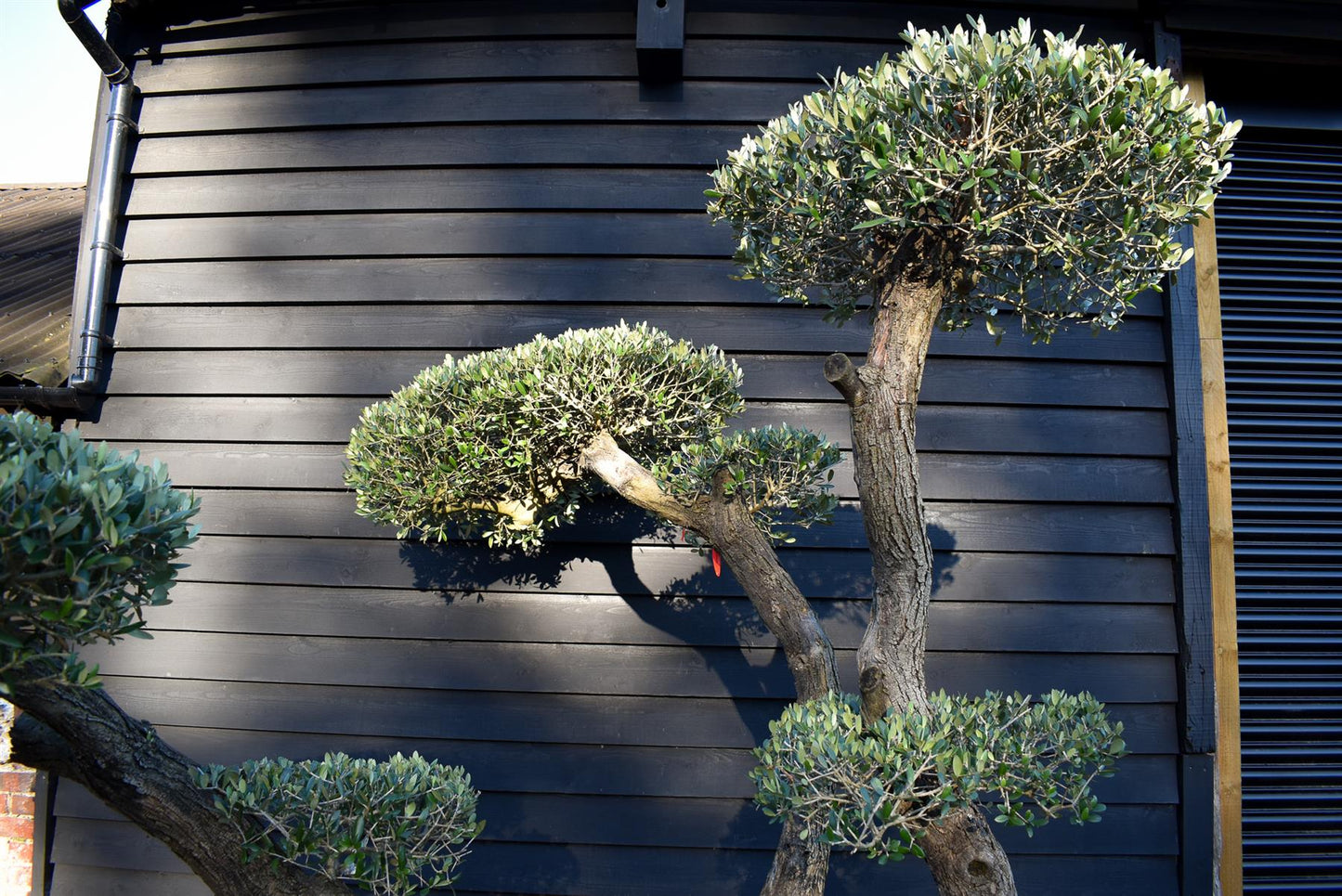 Olive Tree | Olea Europea - Specimen - Triple branch cloud - 7 Clouds plated - Height 200cm - 285lt