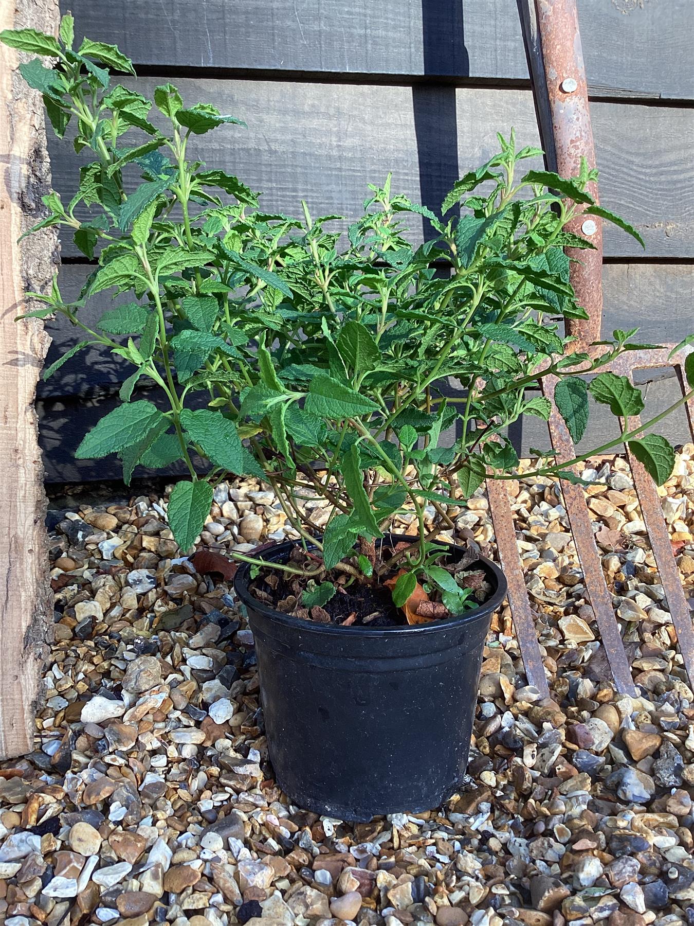 Cistus × hybridus corbariensis | Hybrid Rock Rose - 20-25cm, 2lt