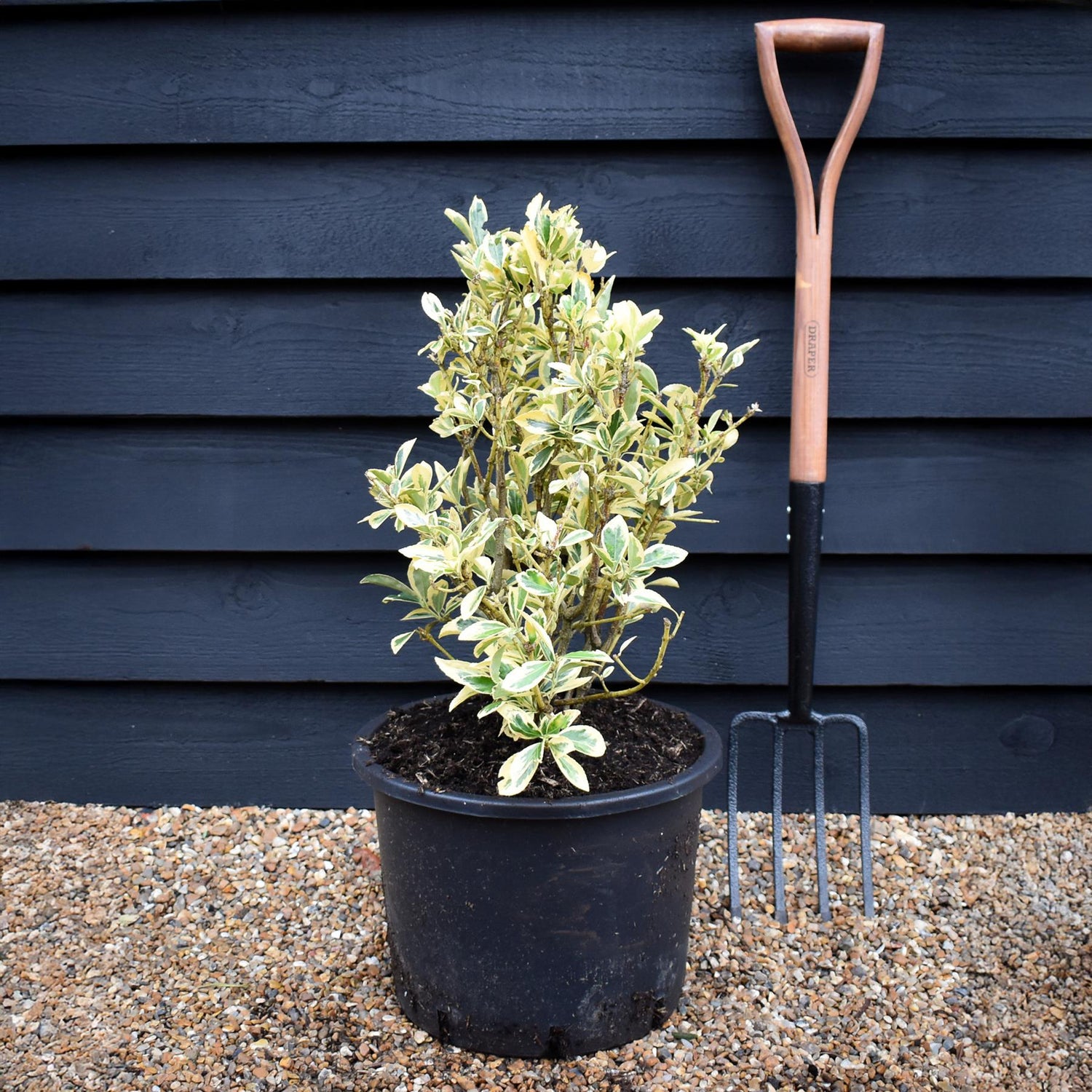 Euonymus Japonicus 'Bravo' - 80/120cm, 15lt