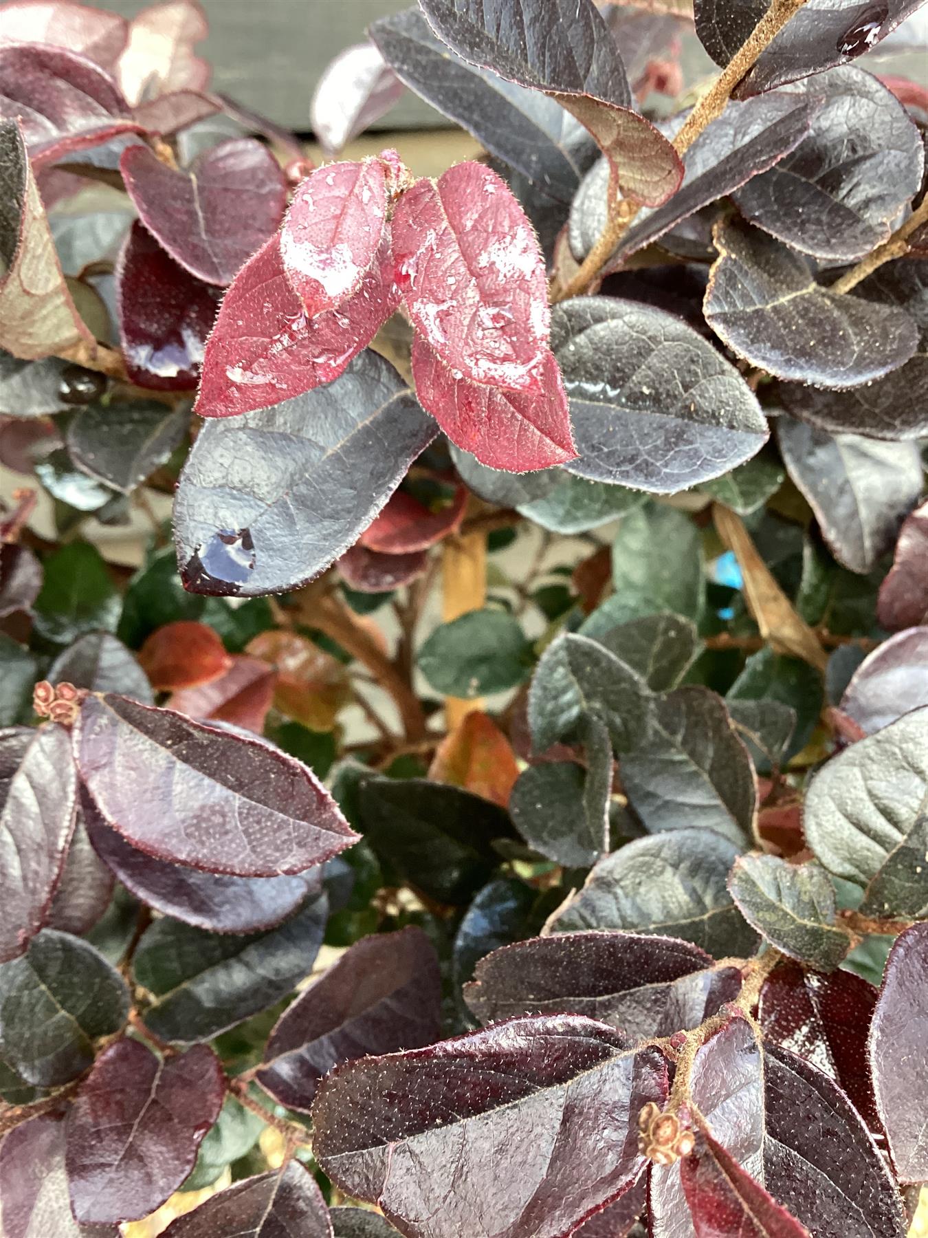 Loropetalum Fede | Chinese Fringe Flower - Ministem 50cm - Height 100cm - 7lt