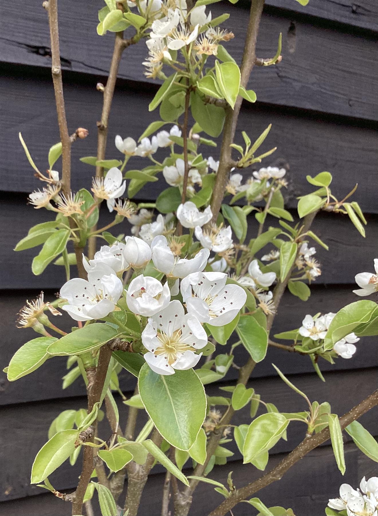 Pear 'Doyenne du Comice' | Pyrus communis  - 150-180cm - 12lt