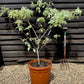 Cornus Samaritan Kousa - 90-110cm, 30lt