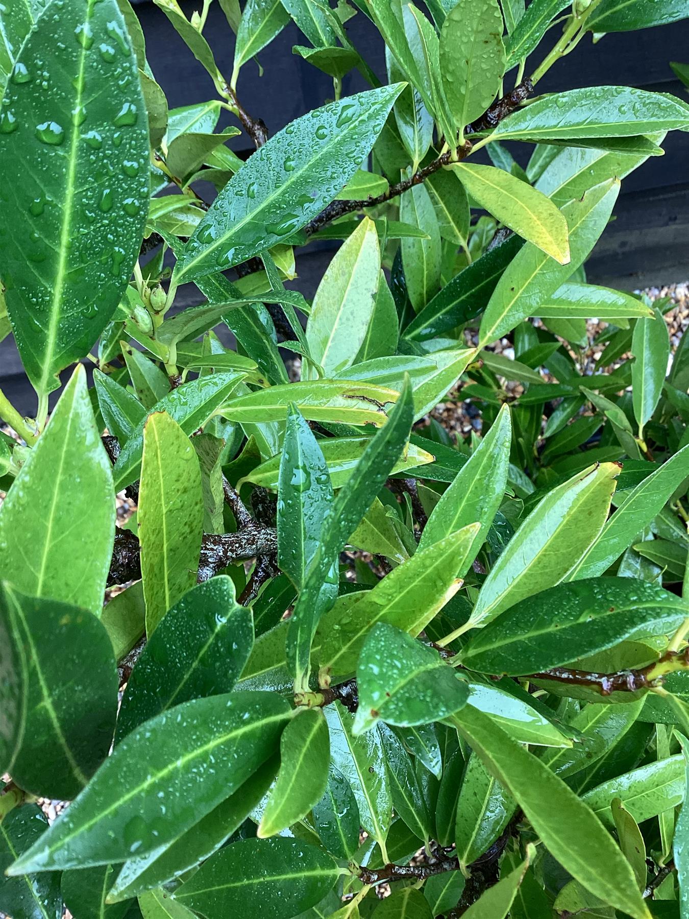 Cherry Prunus laurocerasus 'Otto Luyken' - 90-100cm - 20lt