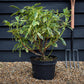 Rhododendron 'Golden Green Gift' - Shrub - Height 50-70cm - 10lt