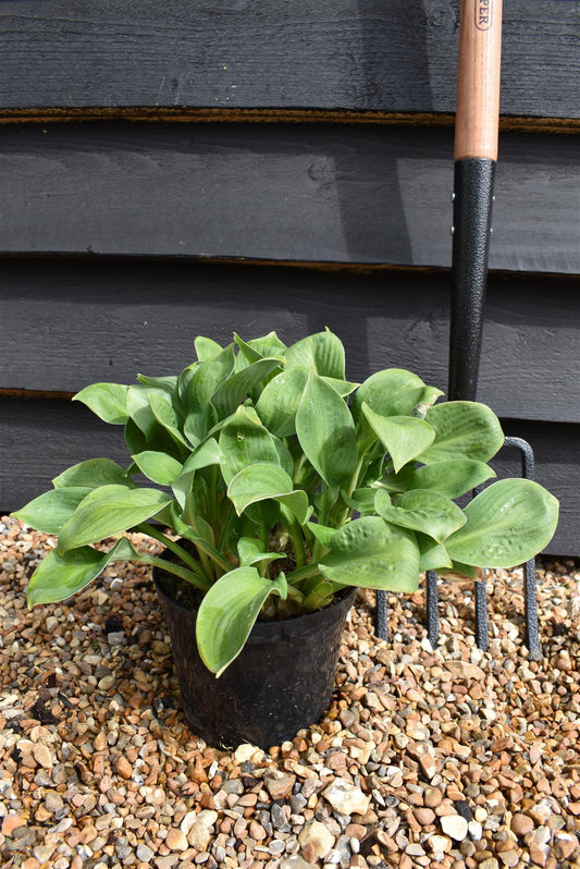 Hosta Blue Angel | Plantain Lily 'Blue Angel' - 40-60cm, 2lt