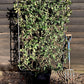 Trachelospermum jasminoides | Star Jasmin - Metal Frame/Espalier - Height 120cm - Width 80cm - 30lt