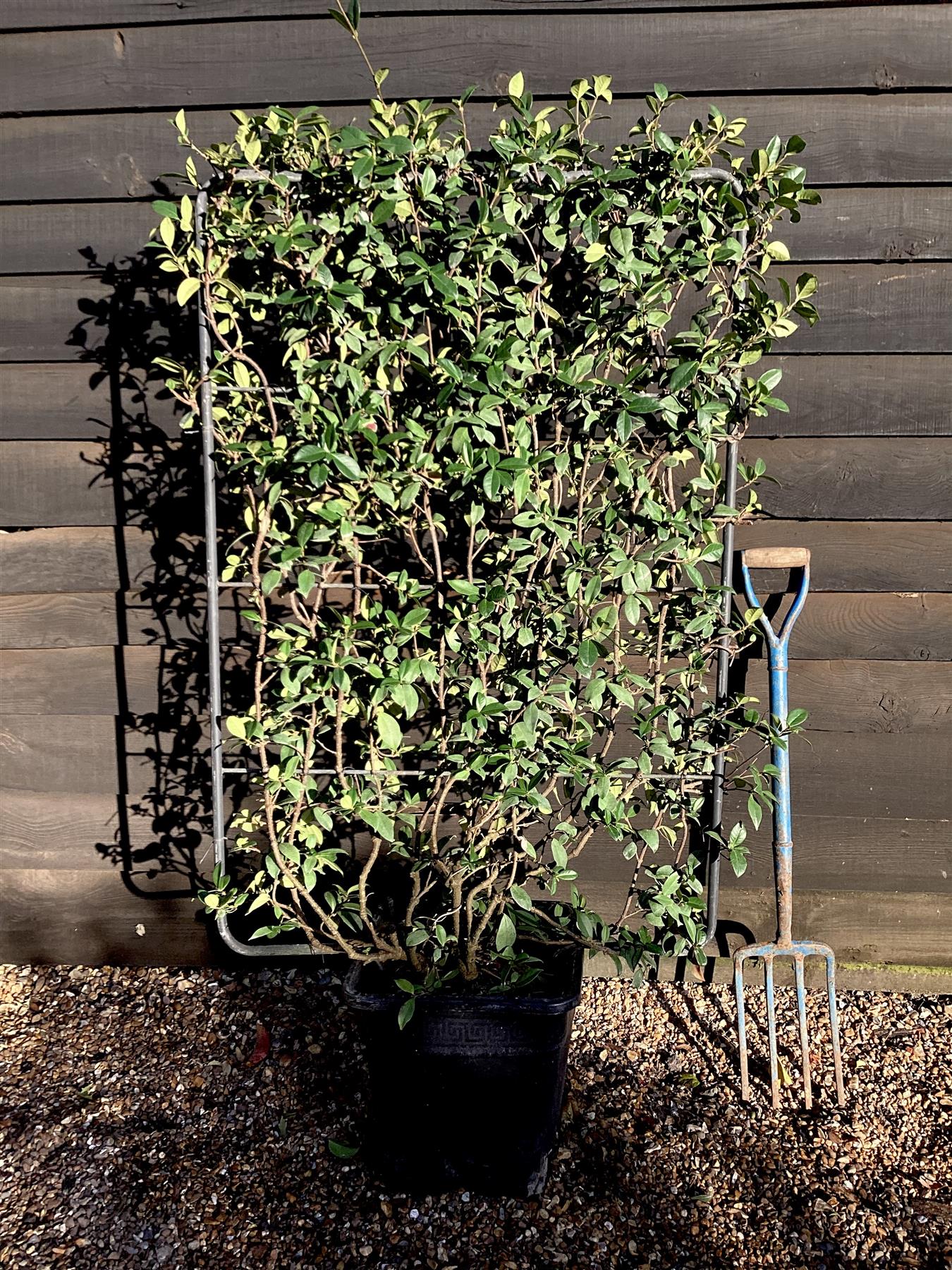 Trachelospermum jasminoides | Star Jasmin - Metal Frame/Espalier - Height 120cm - Width 80cm - 30lt