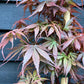 Acer palmatum 'Skeeters Broom' | Japanese maple 'Phoenix' - Bushy - Height 230-250cm - 80lt