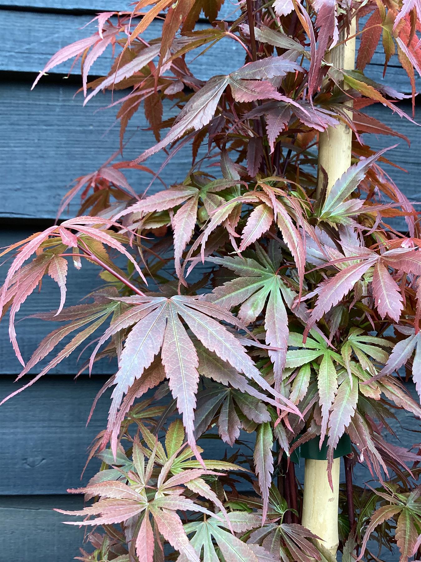 Acer palmatum 'Skeeters Broom' | Japanese maple 'Phoenix' - Bushy - Height 230-250cm - 80lt