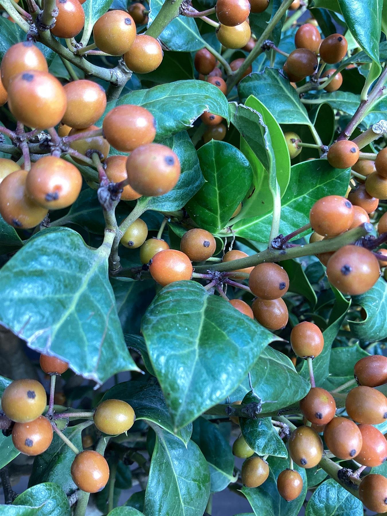 Ilex 'Nellie R. Stevens' | Holly 'Nellie R. Stevens' 1/2 std Clear Stem - 180-190cm, 45lt