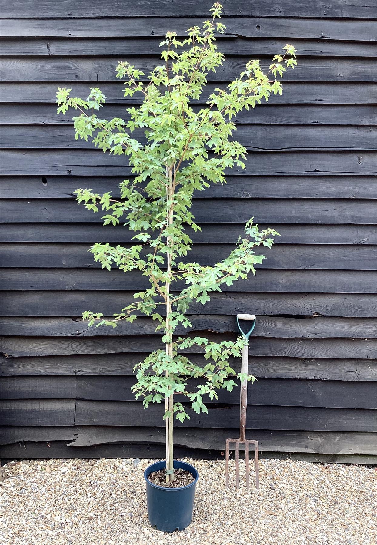 Acer Campestre Common Maple | Field Maple - 170-200cm, 10lt