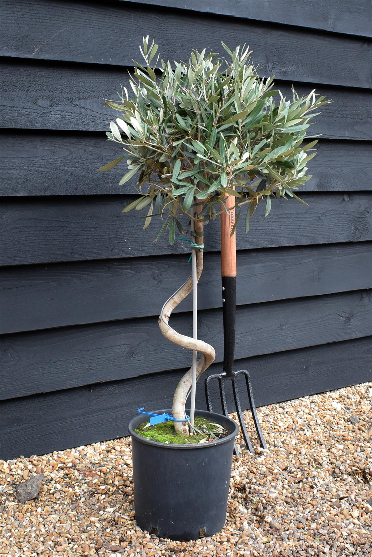 Olive Tree | Olea Europea - Stem - Spiral - Height - 90-100cm - 7lt