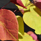 Cercis canadensis 'Eternal Flame' | Redbud | Judas trees - Height 150-170cm - Bushy - 12lt