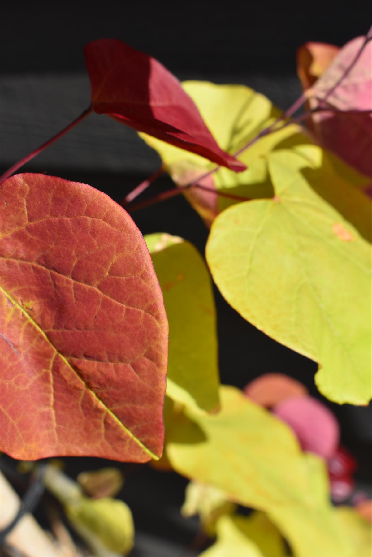 Cercis canadensis 'Eternal Flame' | Redbud | Judas trees - Height 150-170cm - Bushy - 12lt