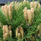 Pinus 'Marie Bregeon' - Clear Stem 20cm - Height 45-55cm - Width 25cm - 8lt