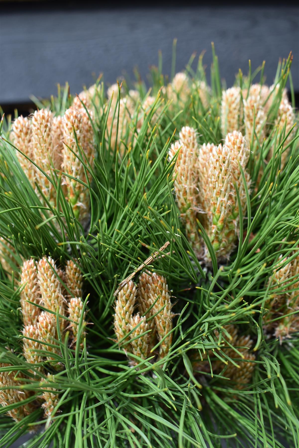 Pinus 'Marie Bregeon' - Clear Stem 20cm - Height 45-55cm - Width 25cm - 8lt