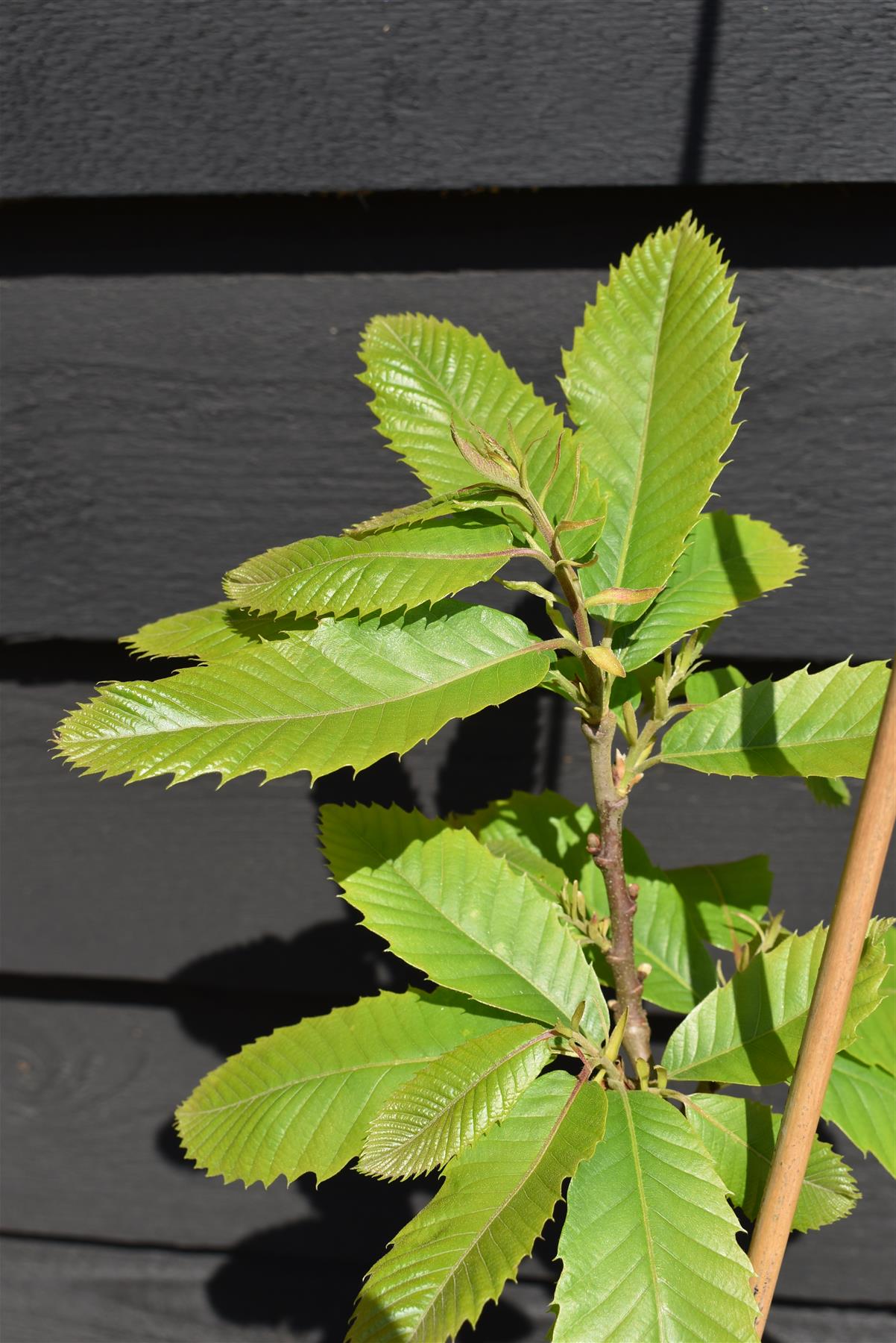 Sweet Chestnut | Castanea sativa - 100-120cm - 12lt