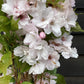 Prunus amanogawa |Flagpole Cherry - 210-270cm, 20lt