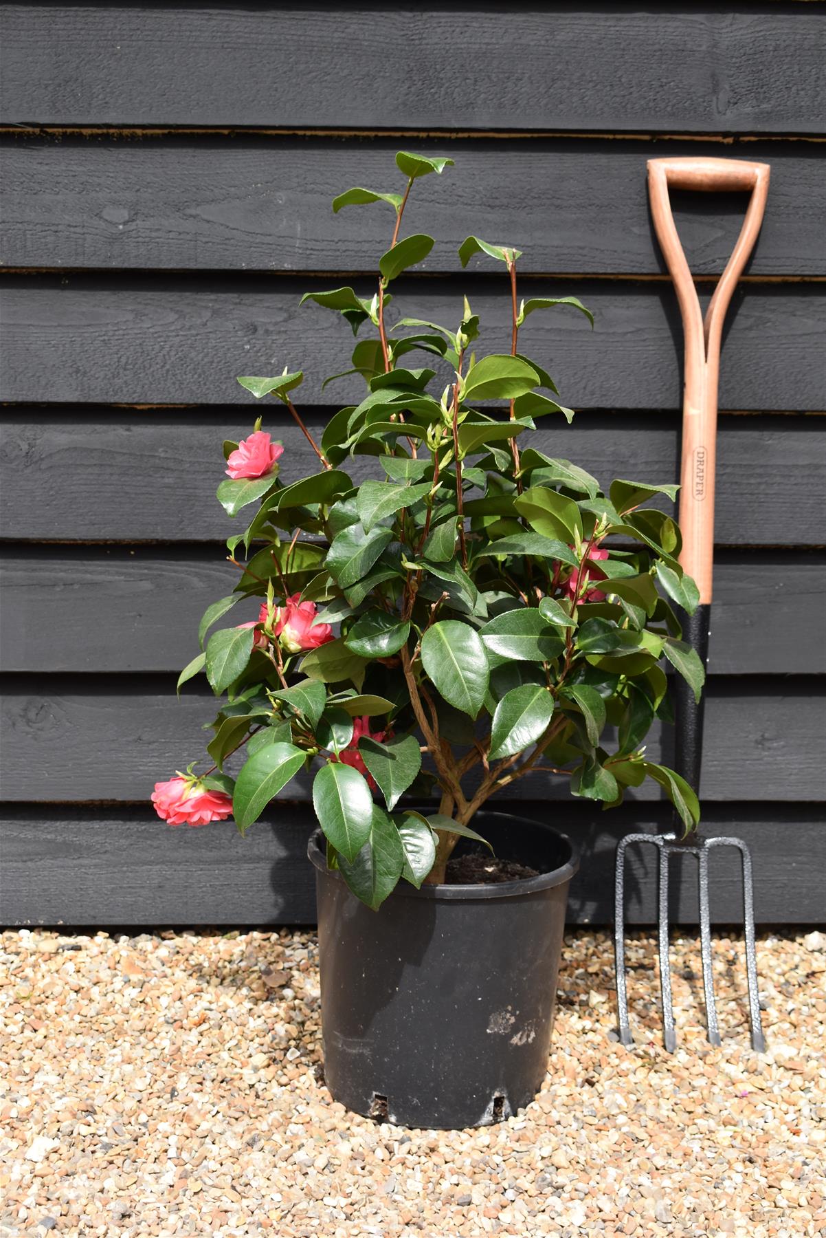 Camellia japonica 'Odoratissima' - 60-70cm - 12lt