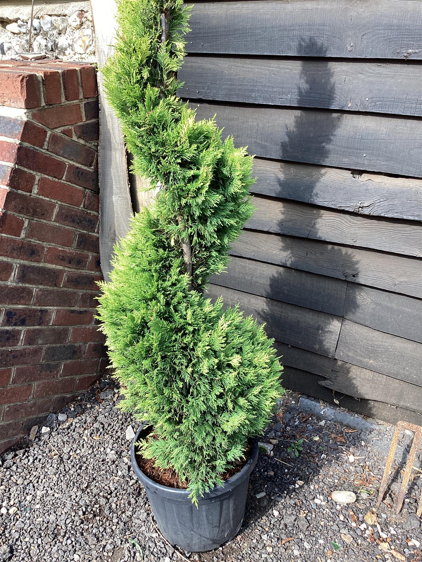 Cuprocyparis leylandii 'Gold Rider' - Spiral - 110-120cm, 25lt