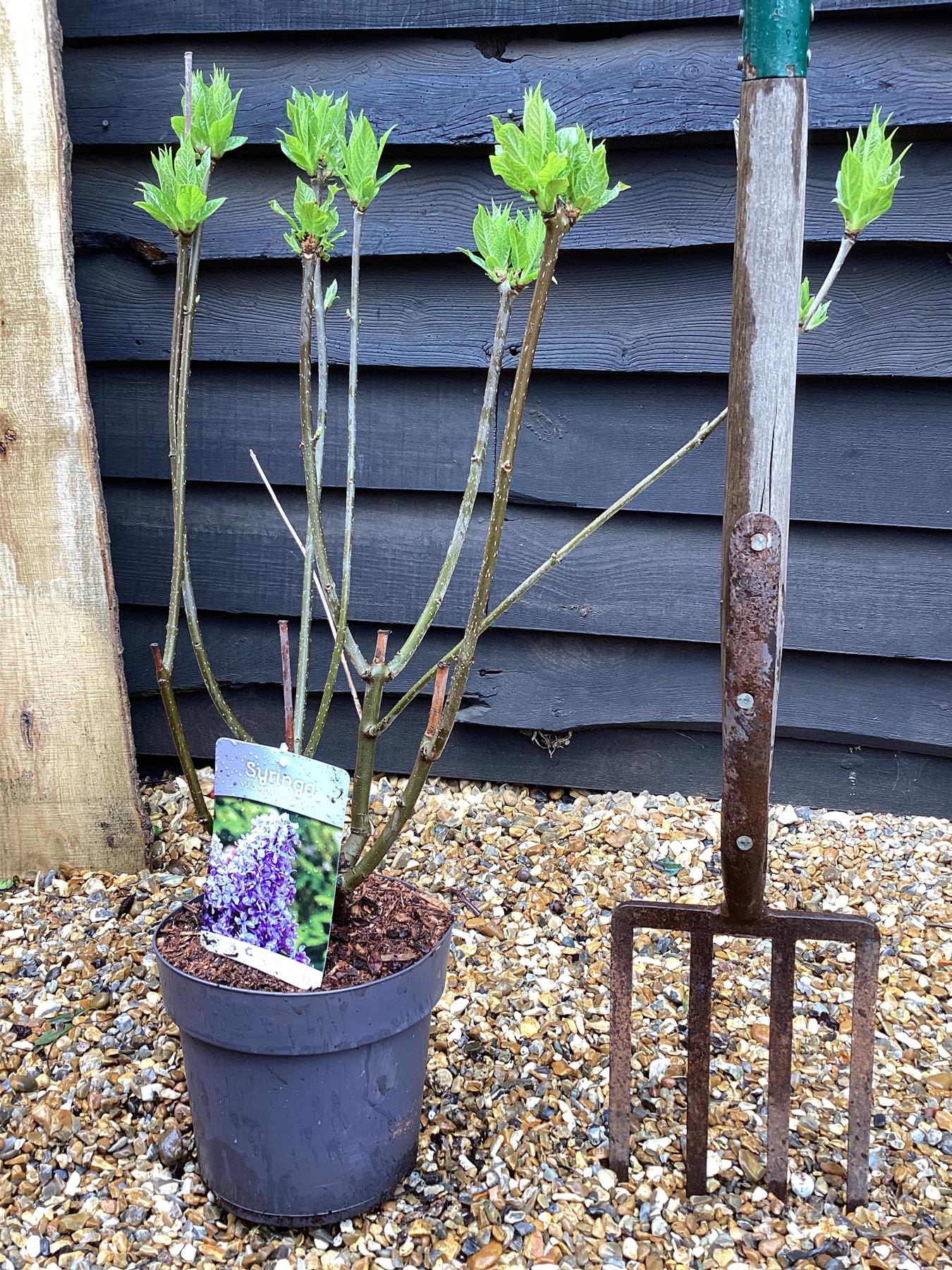 Lilac 'Mrs Edward Harding' | Syringa vulgaris - 80cm - 6lt