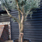 Olive Tree | Olea Europea - Specimen - Branched Out - Height 250 -300 cm - 280lt