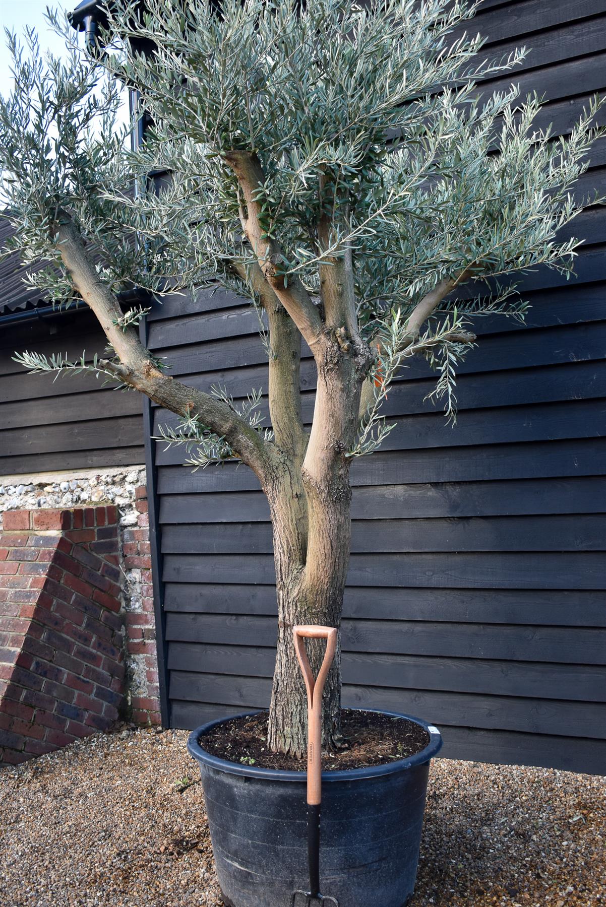 Olive Tree | Olea Europea - Specimen - Branched Out - Height 250 -300 cm - 280lt