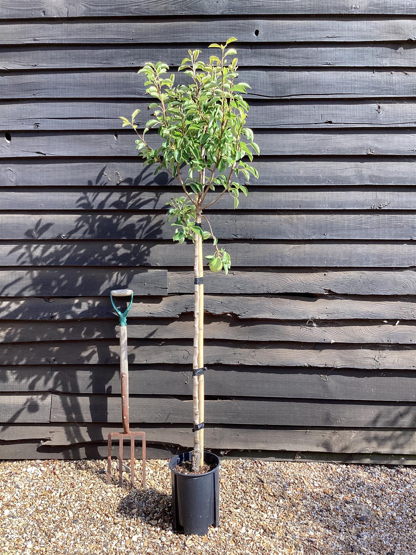 Pear 'Williams' Bon Chretien' | Pyrus communis  - 150-160cm - 12lt